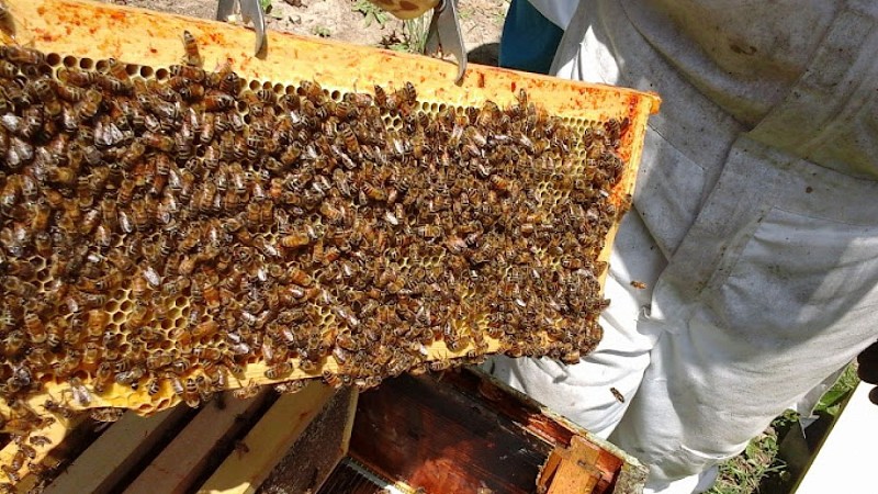 Rucher de la Forêt 3