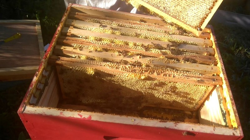 Rucher de la Forêt 2