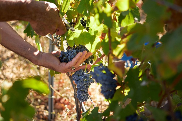 Domaine Fontaine du Clos