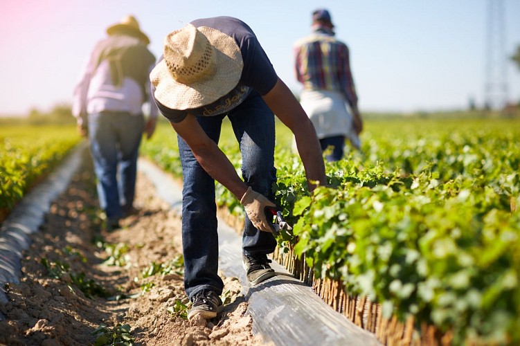Domaine Fontaine du Clos