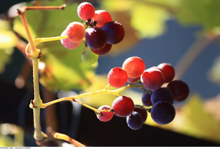 Domaine Fontaine du Clos