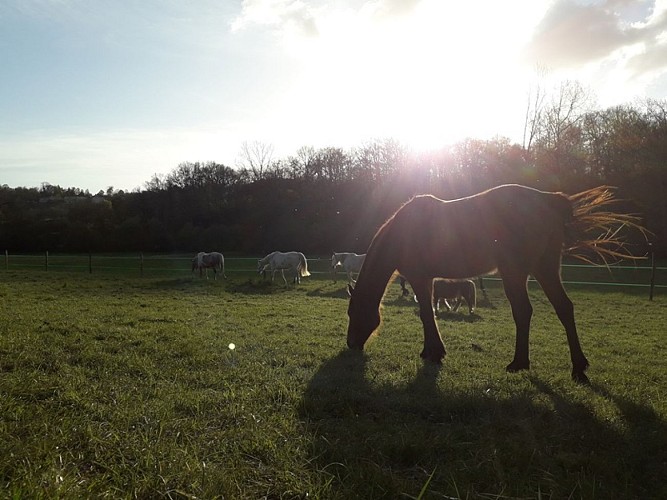 Cheval nomad
