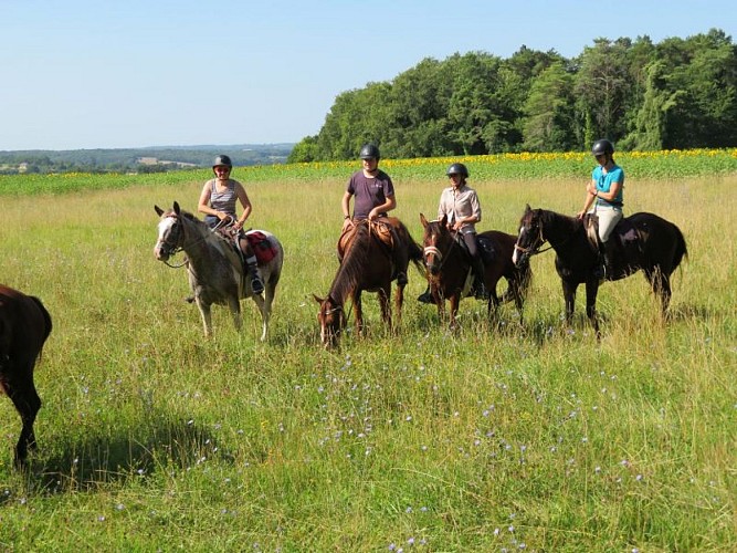 cheval nomad