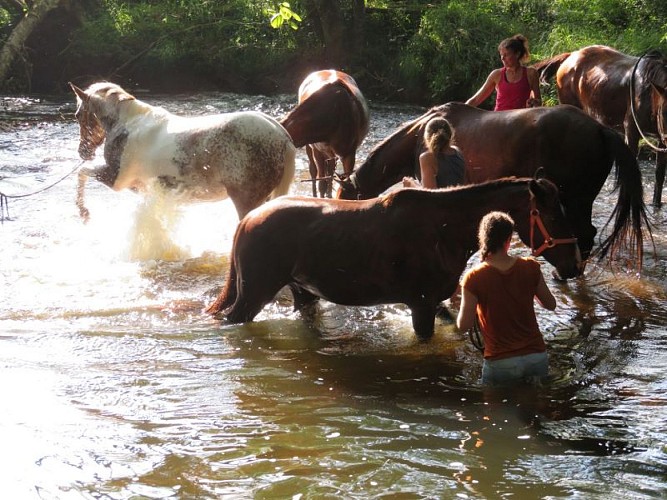 cheval nomad sirtaq.JPG3