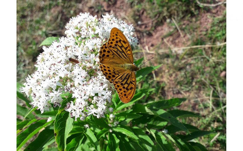 L'iza-R - Accompagnateur en Montagne - Faune - Tabac d'Espagne