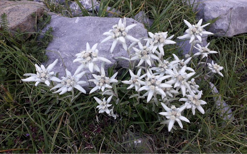 L'iza-R - Accompagnateur en Montagne - Flore - Edelweiss