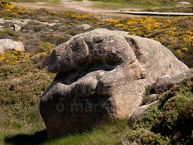 FIGURAS ZOOMÓRFICAS