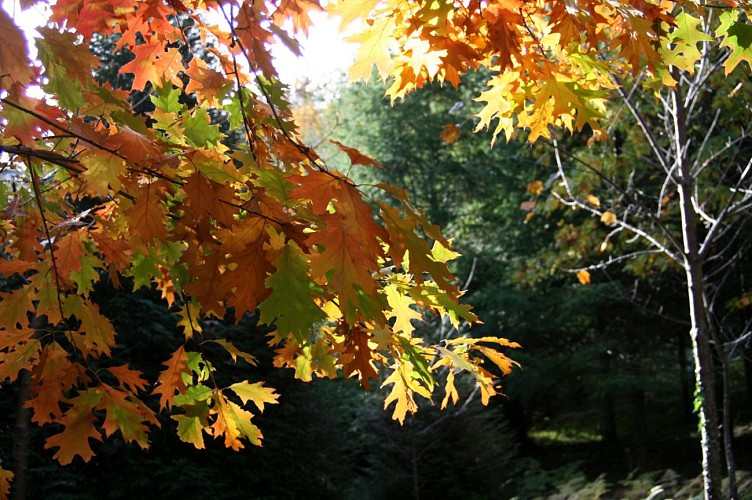 Arboretum de la Fôt