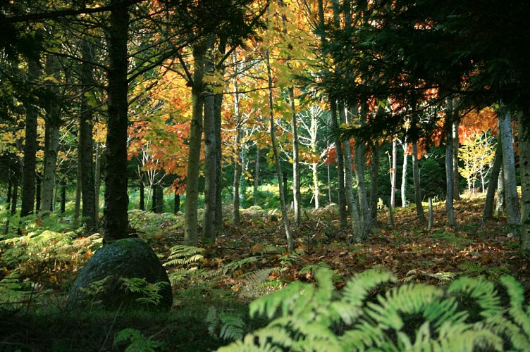 Sous-bois à l'arboretum de la Fôt_1