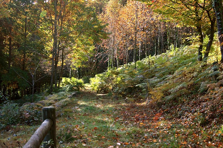 Allée de l'arboretum de la Fôt_3