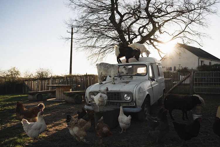 Le Domaine du moulin et ses animaux