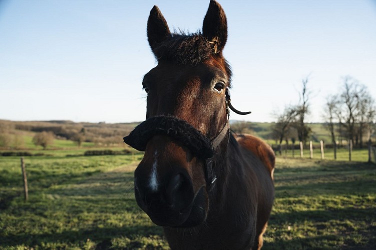 Le Domaine du moulin et ses animaux