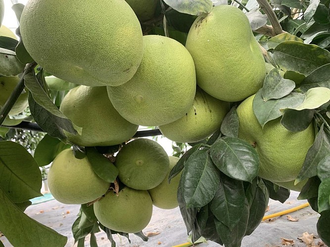 Chez Moune 2022 (11)