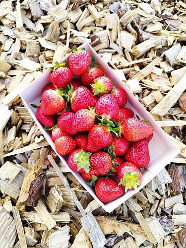 350256805_235716979158537_5684765196154317556_n