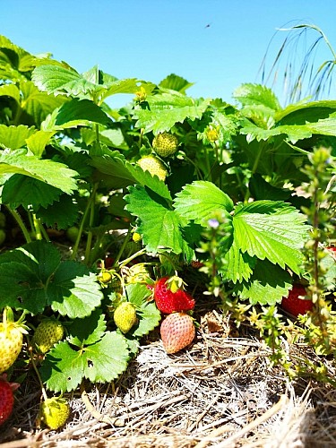 350195784_1360913304454269_4946923403049151163_n