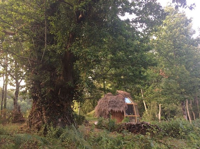 cul de loup exterieur avec chataignier