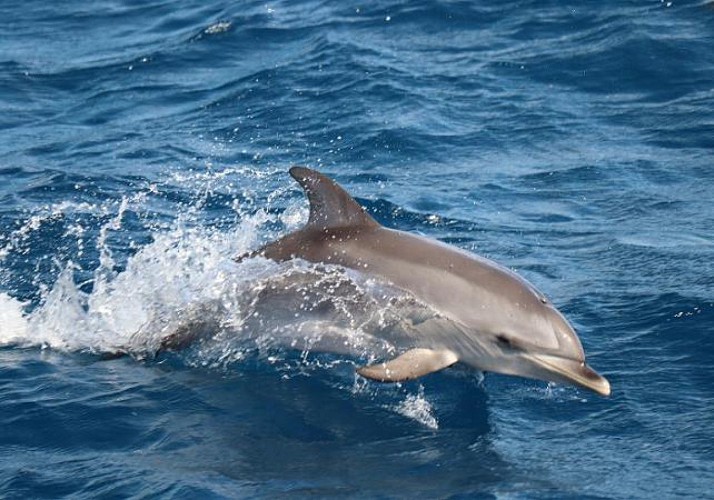 Croisière d'observation des dauphins à Fuerteventura - En français