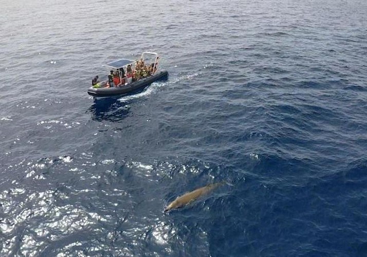 Croisière d'observation des dauphins à Fuerteventura - En français