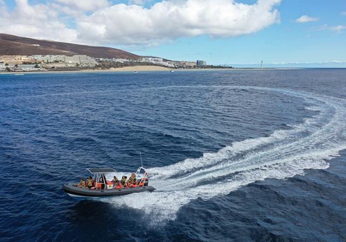 Croisière d'observation des dauphins à Fuerteventura - En français