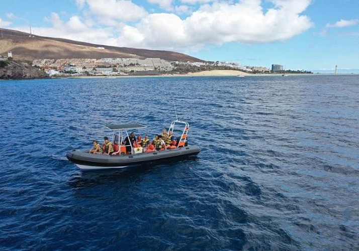 Croisière d'observation des dauphins à Fuerteventura - En français