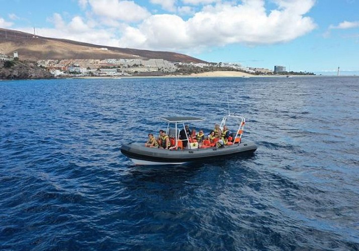 Croisière d'observation des dauphins à Fuerteventura - En français
