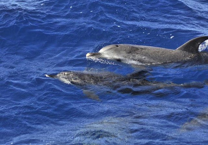 Croisière d'observation des dauphins à Fuerteventura - En français