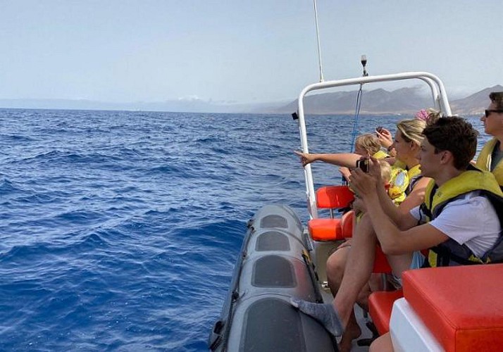Croisière d'observation des dauphins à Fuerteventura - En français