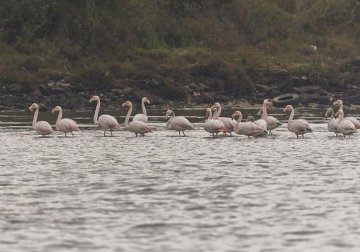 Croisière d'observation dans la Réserve Naturelle de l'Estuaire du Tage - en français - Au départ de Lisbonne