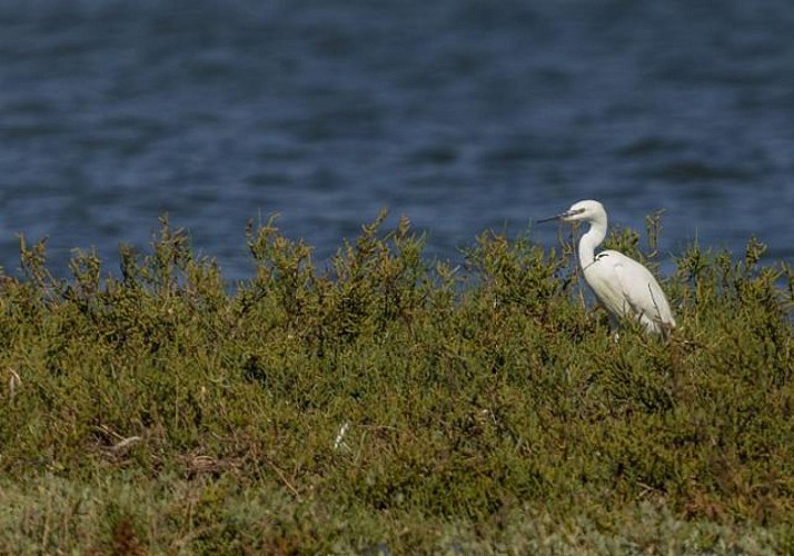 Croisière d'observation dans la Réserve Naturelle de l'Estuaire du Tage - en français - Au départ de Lisbonne