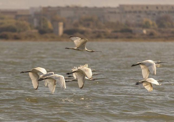 Croisière d'observation dans la Réserve Naturelle de l'Estuaire du Tage - en français - Au départ de Lisbonne
