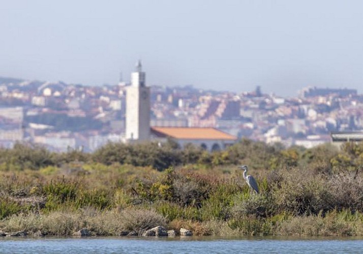 Croisière d'observation dans la Réserve Naturelle de l'Estuaire du Tage - en français - Au départ de Lisbonne