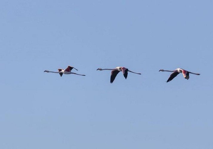 Croisière d'observation dans la Réserve Naturelle de l'Estuaire du Tage - en français - Au départ de Lisbonne