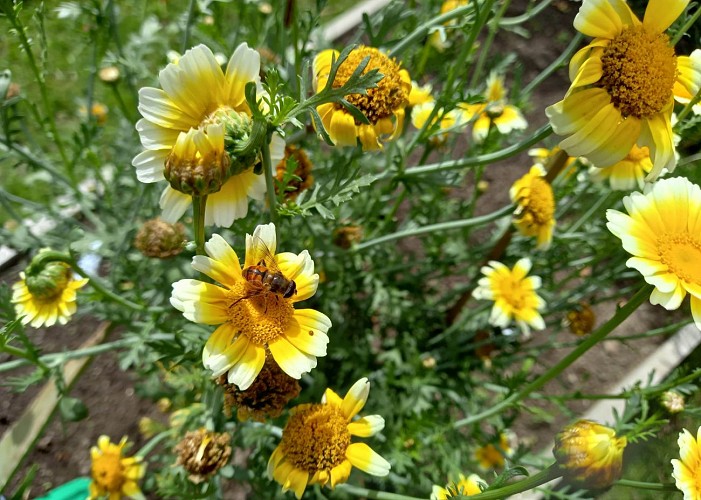 L'Or des Simples - jardin botanique de plantes médicinales
