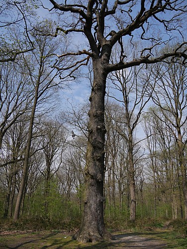 l'arbre échelle: un reliquat de la Grande Guerre
