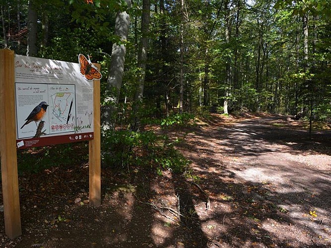 Tourbière de la tranchée de Docelles