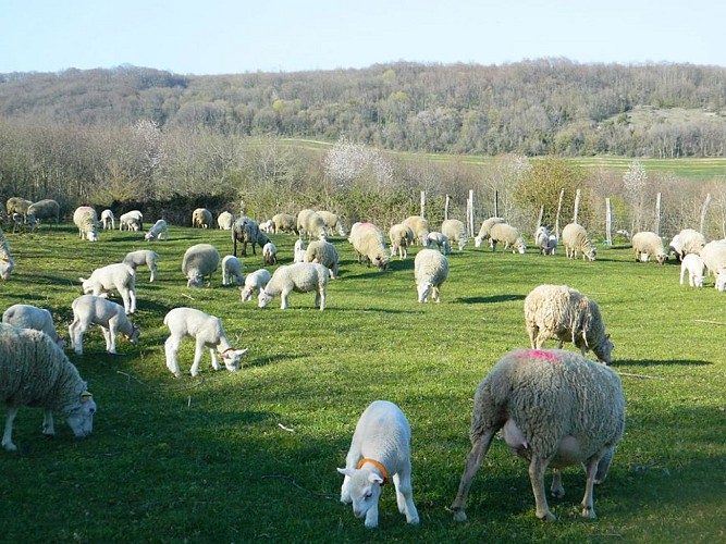 Moutons Ferme du Mont