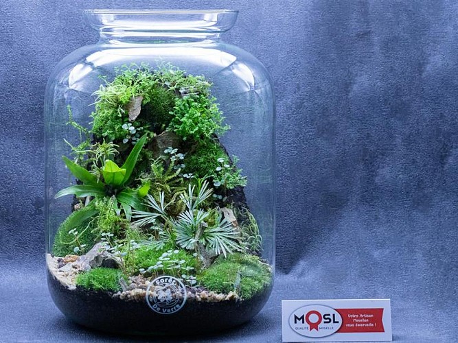 Foret de verre - Woustviller