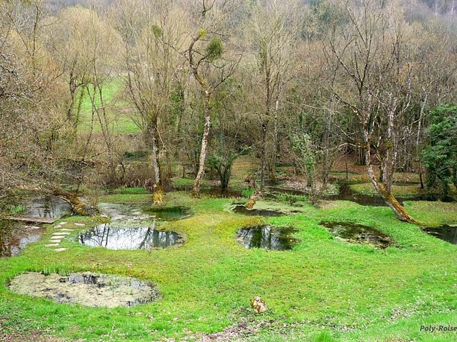 WATER GARDEN OF THE ROISES