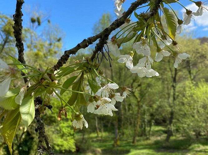 JARDIN D'EAU DES ROISES