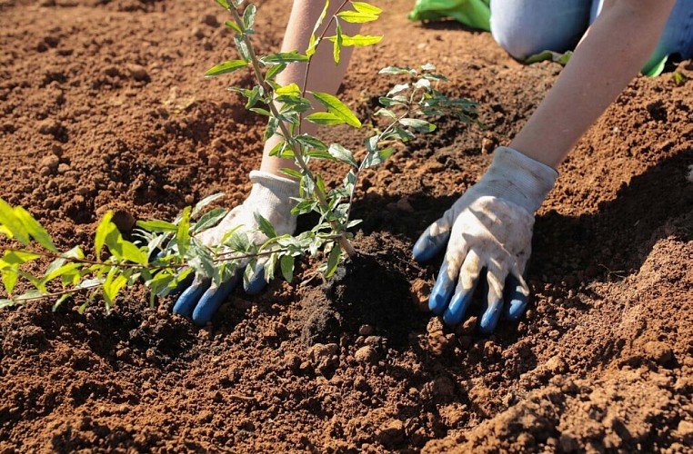 VergerArilles Retouche (6)