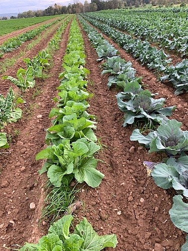 Les Jardins de Lagarde_3