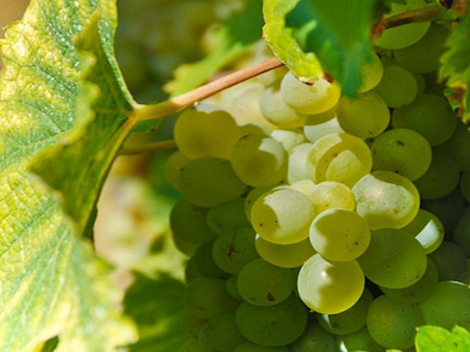 DEG-StevanLira-Vendanges-72