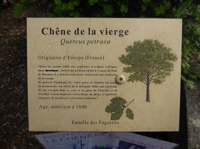 Chêne de la Vierge