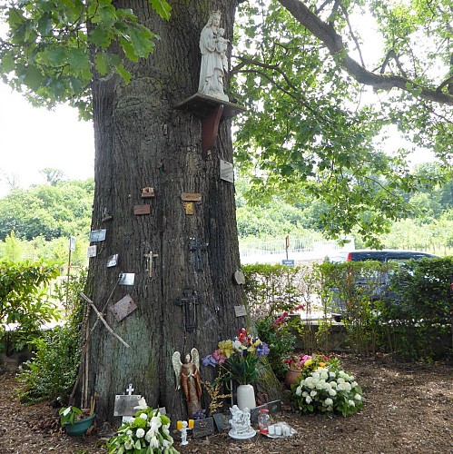Chêne de la Vierge