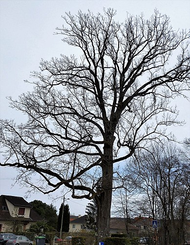 Chêne de la Vierge