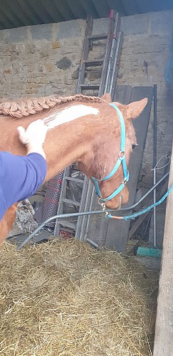 Algues reminéralisantes pour jument en arthrose