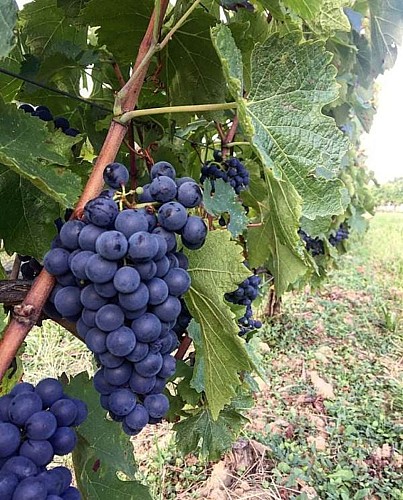 Domaine Emilien JEAN 2