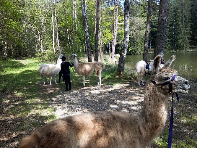 Walks and hikes with llamas