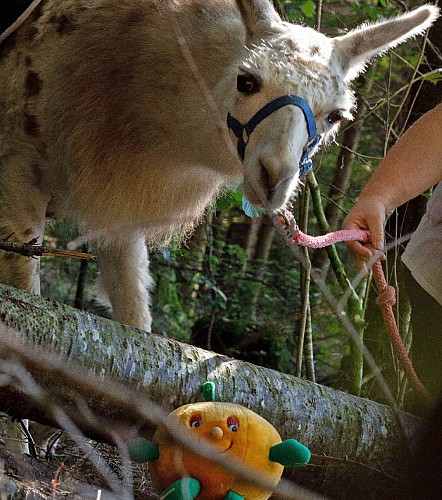 chasse aux peluches avec les lamas