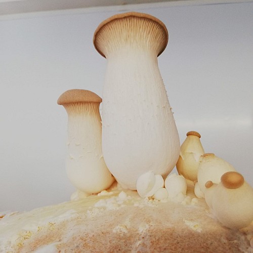 Champignons Coussacois